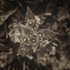 Beneath The Veil