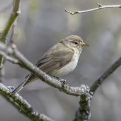 Grass Hopper Warbler (2) 23 May 2024 at 11.33pm - School Garden