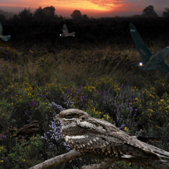 Nightjar singing and flapping