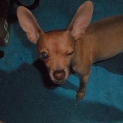 perritos_jugando_billar.mp3