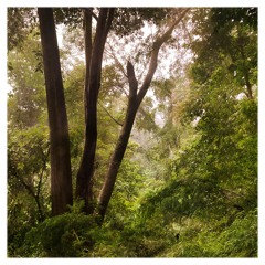 Woodland Harmonies