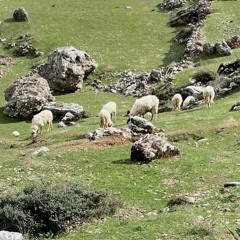 Ano Kampos Sheep Arrive At The Madri