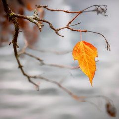 Where Might-Have-Beens All Hide