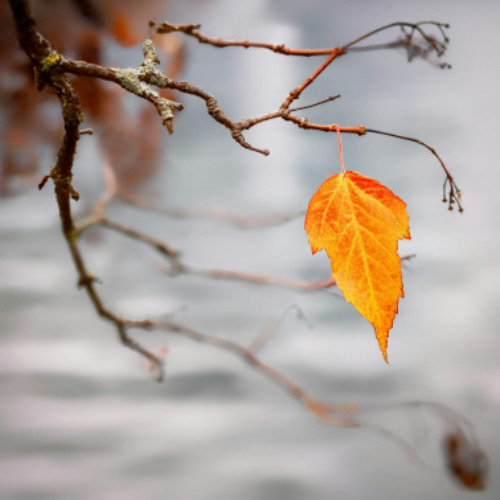 Where Might-Have-Beens All Hide