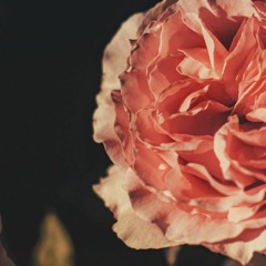عَشوائيه‍ٰ
