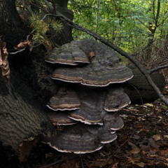 rhizomatic realities