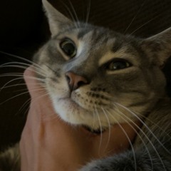 rip chunk aesthetic pak