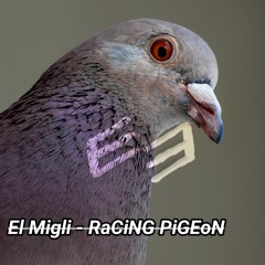 El Migli - RaCiNG PiGEoN [BUY = FREE DOWNLOAD!]