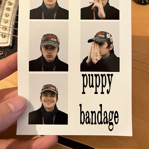 puppy bandage