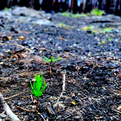 Ashes on the Soil