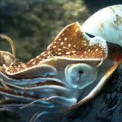 akin to nautilus plus
