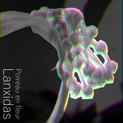 LANXIDAS - Poireau en fleur