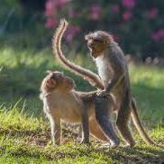 Cheer Up, Sleepy Jean (The Monkees cover) [Kilbarrack]