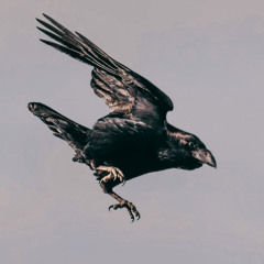 The Marauder