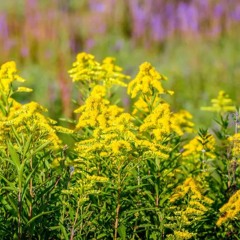 Goldenrod (Nature's Child)