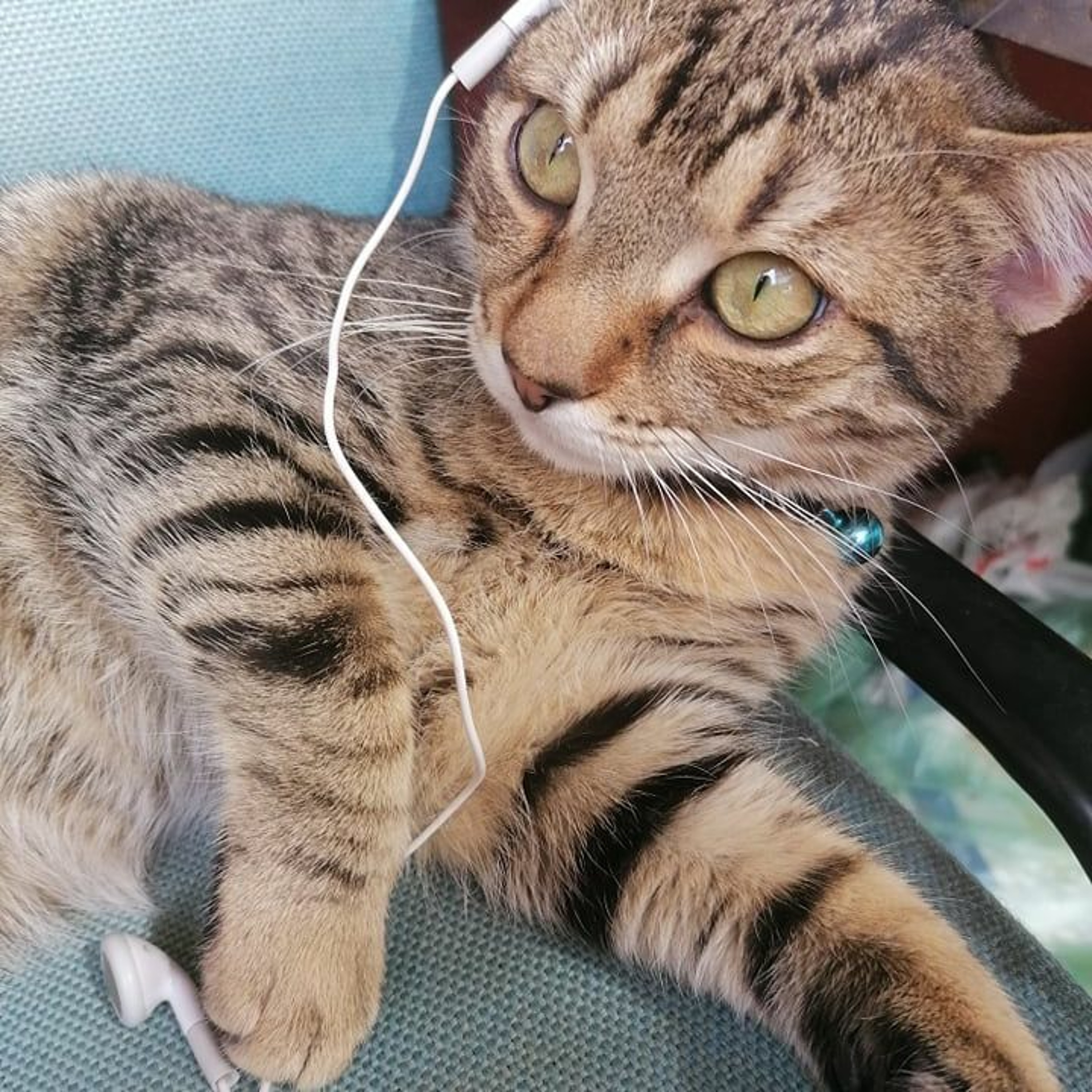 Radio Karantin