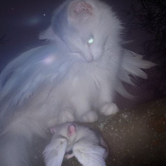 vacant w/ fairy (olia)