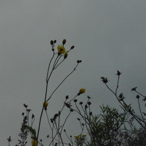 ＥＮＴＲＯＰＹ(w/ hvvvn)