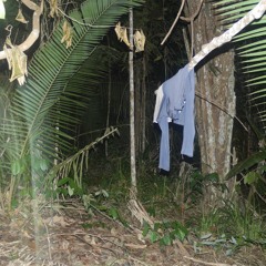 D519 Howler Monkeys Loop