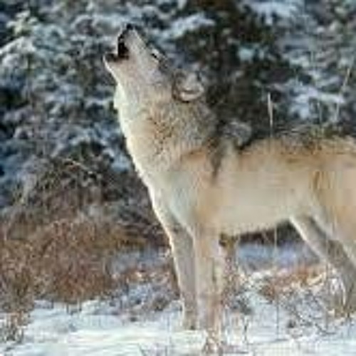 Wolves