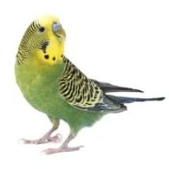 pineapple is the best