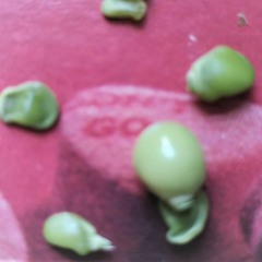 sweet peas