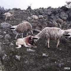 Big Melancholy X Cessir - Beast From The East