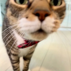Arthur Cat Radio - Episode 85