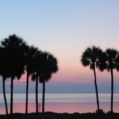 Under The Palm Trees