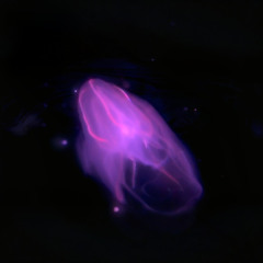 glow in the dark