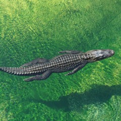 Sneaky Swamp Gators | Reality TV