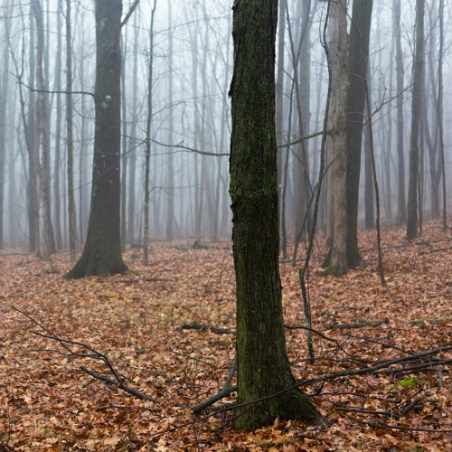 Deep Breakfast 285 ~ Medulla Oblongata