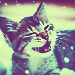 Snow kittens
