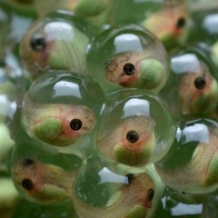 Skahra Gate (14.11.25)