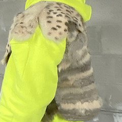 mAse law - death dance