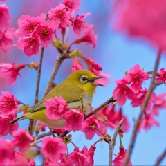 Flower (Without You)