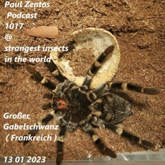 Podcast 1017 @  Strangest Insects In The World - Großer Gabelschwanz ( Frankreich ) 13 01 2023