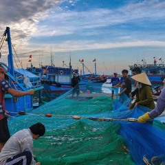 Cảng cá Mỹ Tân_6am_âm thanh giũ cá_Ninh Thuận 2025