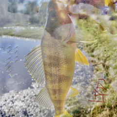 SARDINE SAL 225