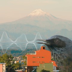 Blue Mockingbird