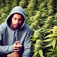 WEED CITY LIMIT