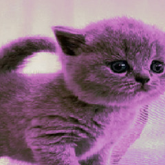 d top 29 lesbians ft bohemian grove. 😂