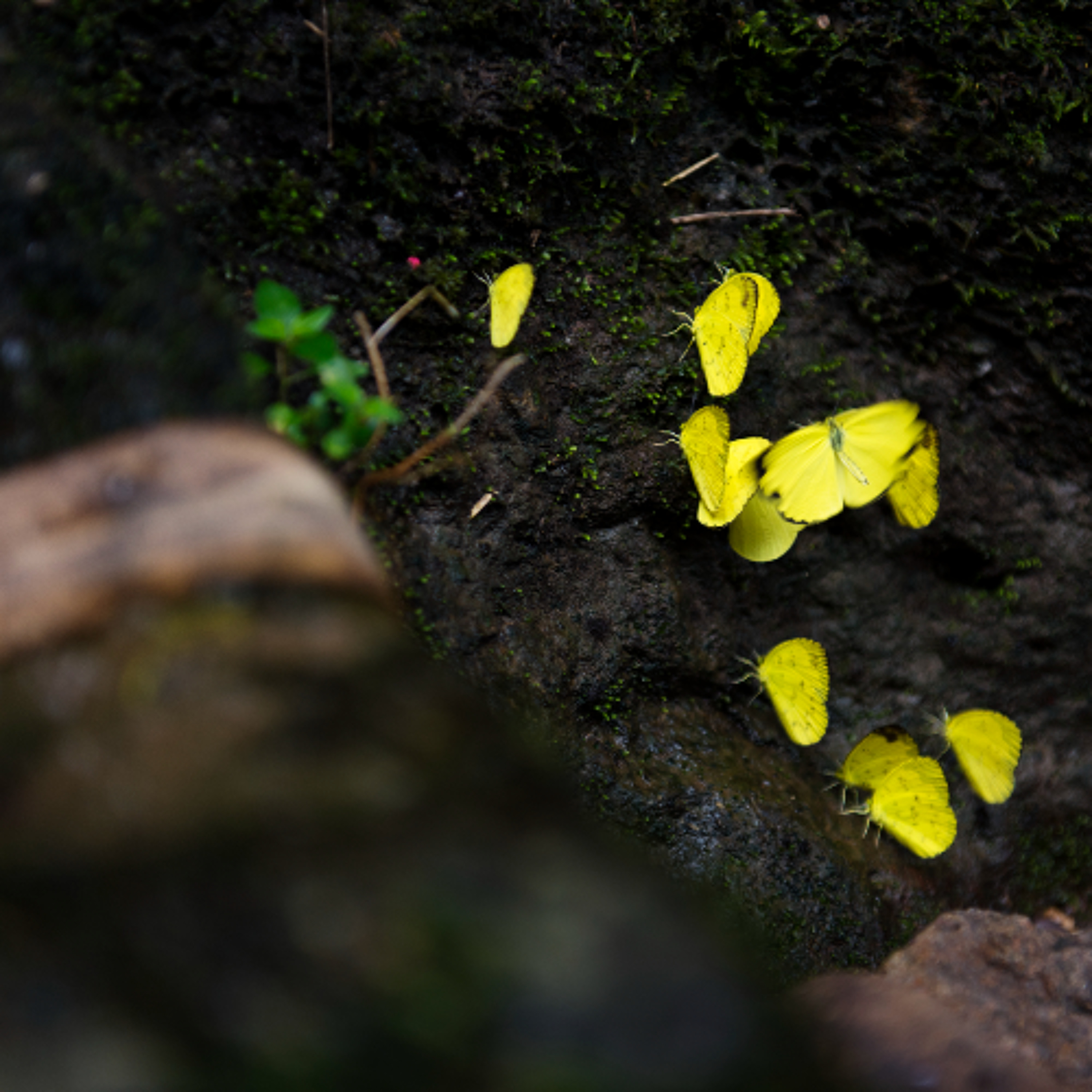 Ep. 535 Meditazione sulla qualità della consapevolezza