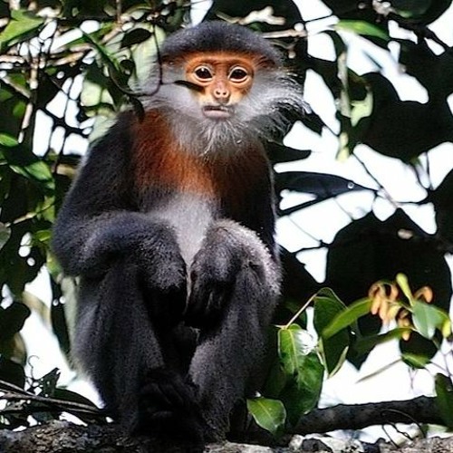 Bobby Raps X Corbin- Withdrawals (unreleased)
