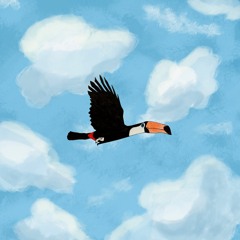 Flight Of The Toucan