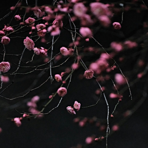 Deep Breakfast 299 ~ Phonaut