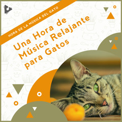Stream Hora de la Música del Gato  Listen to Música Relajante para Dormir  para Gatos Mientras Están Fuera playlist online for free on SoundCloud