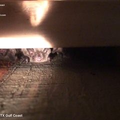 AAAC Wildlife Removal of Texas Gulf Coast - Squirrel Abatement Attic TX Gulf Coast