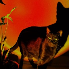 Trancend the Darkness