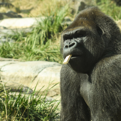 Binga the gorilla is on his way to recovery after successful tooth extraction